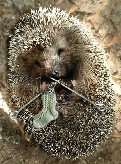 Hedgehog Booties