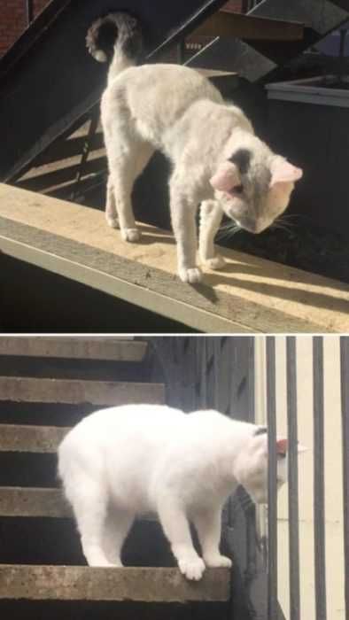 Reddit Oliver