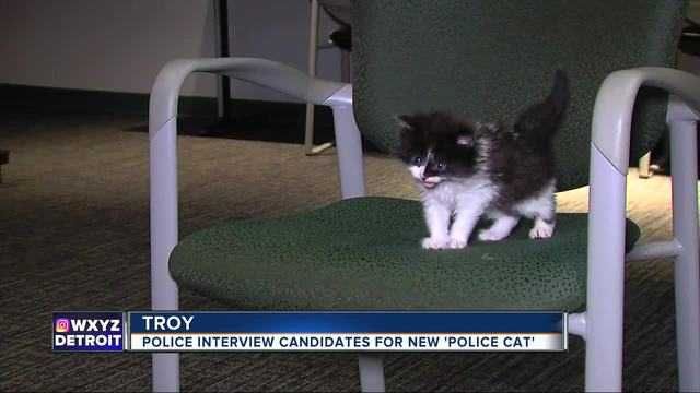 Wxyz Troy Interview