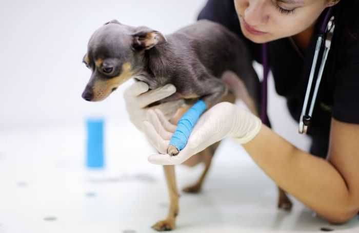 13 After Many Tests Teh Vet Told Shani That If Dobby Makes It To Monday He Wil Lbe Okay