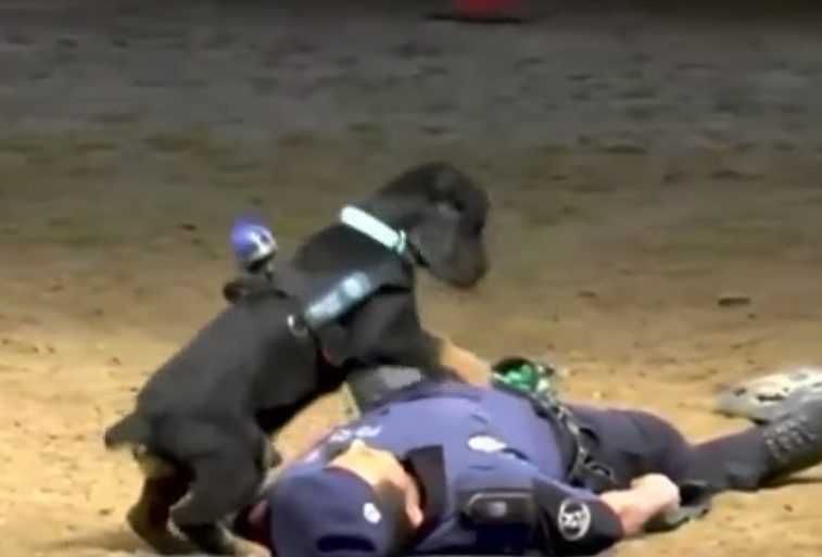 13 Officer Doesnt Get Up So The Dog Jmps Again