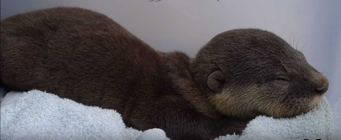 17Saved And Sent To Otterwatch Group