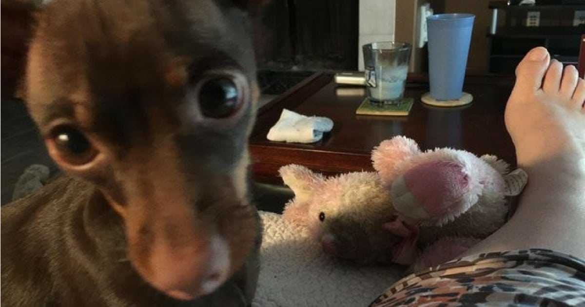 18 Shani Coppa Is A Dog Lover And She Took In Dobby
