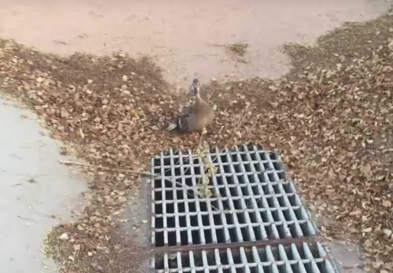 18 Mamma Duck Looking At Him As If To Ask For Help