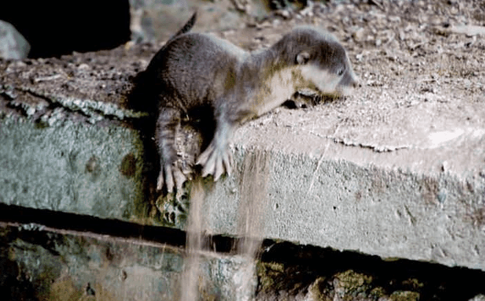 18Little Guy Falls In The Canal While Looking For Hisfamily