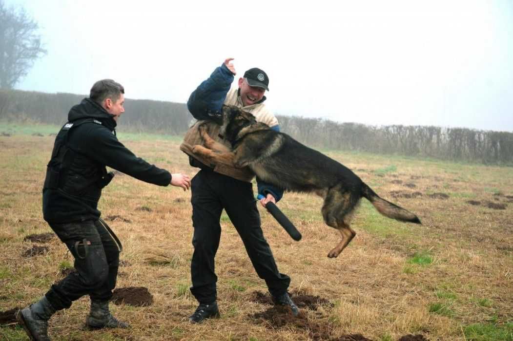 19 Great At Catching Bad Guys