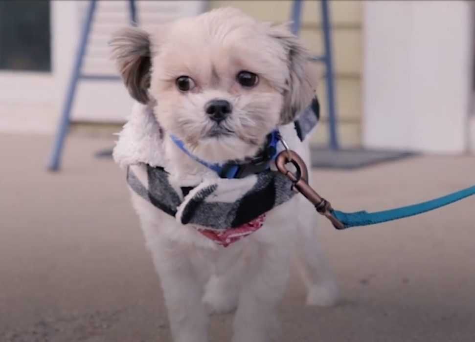 20 Dog Named Louis Wasnt Always In Great Shape
