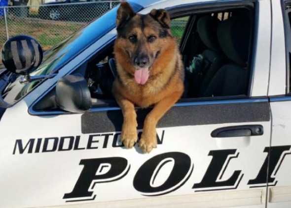 20 K9 Units Are Life Savers