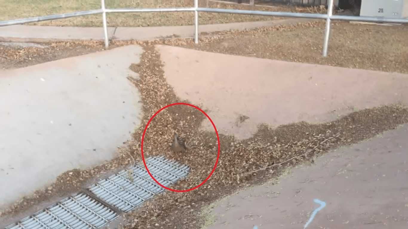 20 Taking A Walk When He Hears A Quacking Noise