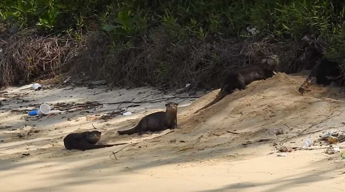 6 Didnt Know What To Think Of The Humans