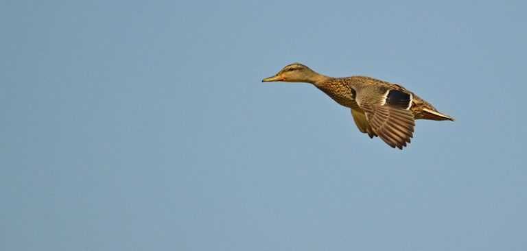 6 Need To Be Careful Until They Laern To Fly