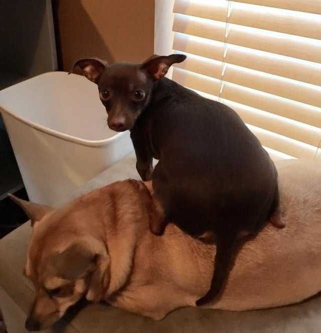 6 Shannis Others Dog Loved Behind Around Him And Everyone Was Happy