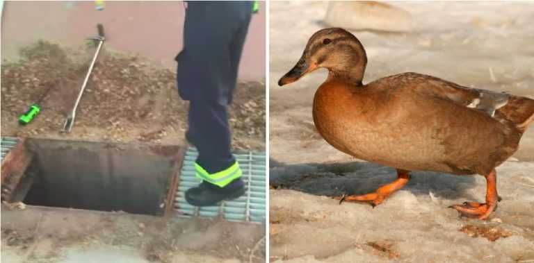 7 Mamma Duck Was Happy
