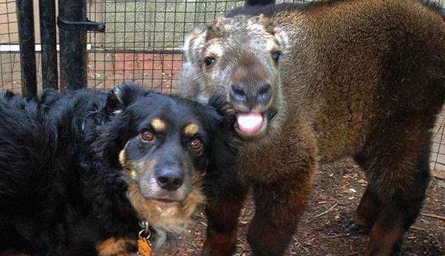 Blake The Dodo