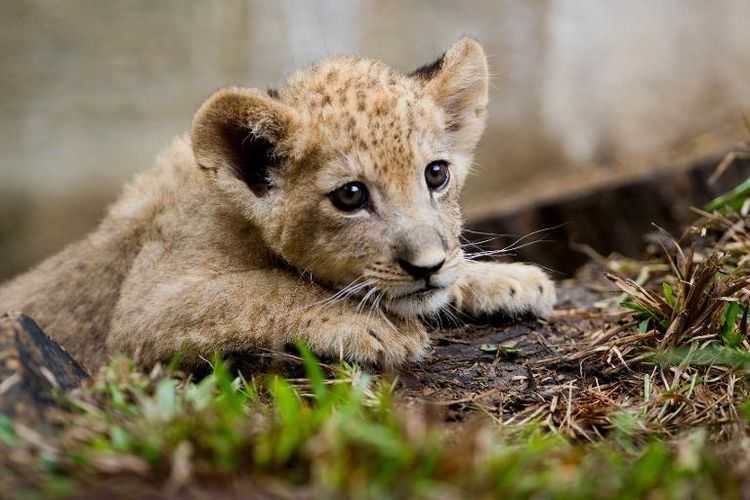Cub Samaa Tv