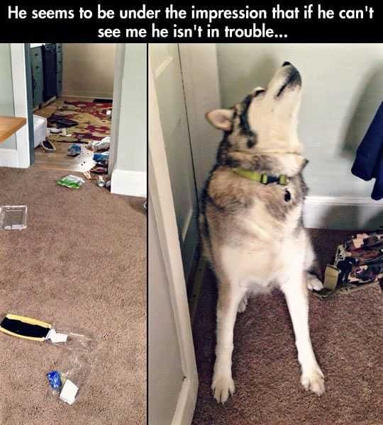 Animal Cant See