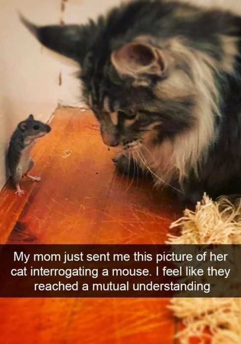 Animal Catmouse