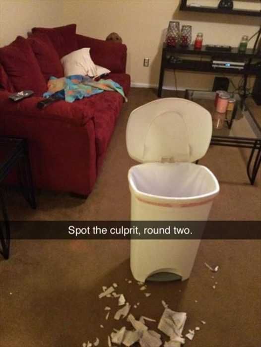 Animal Culprit