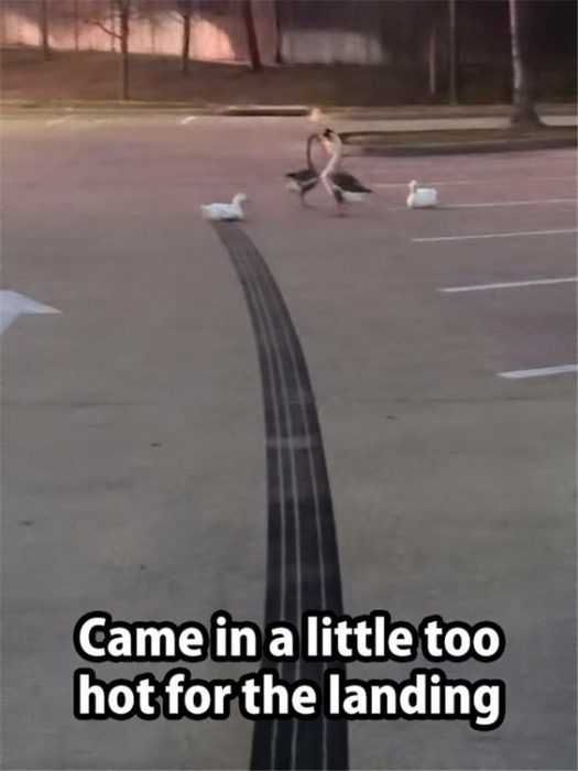 Animal Duck Goose