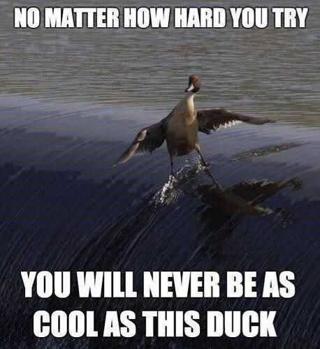 Animal Duck Surf