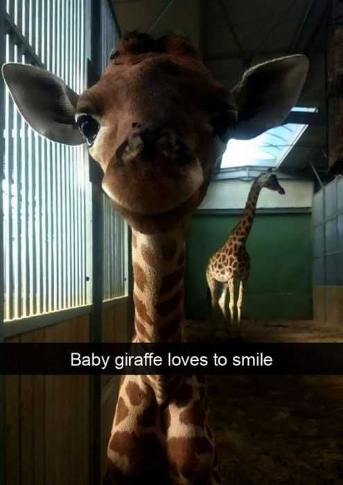 Animal Giraffe