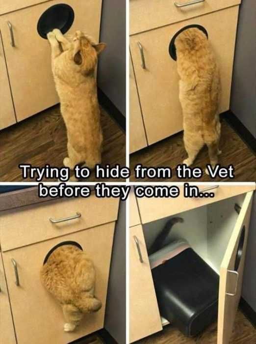 Animal Hide Vet
