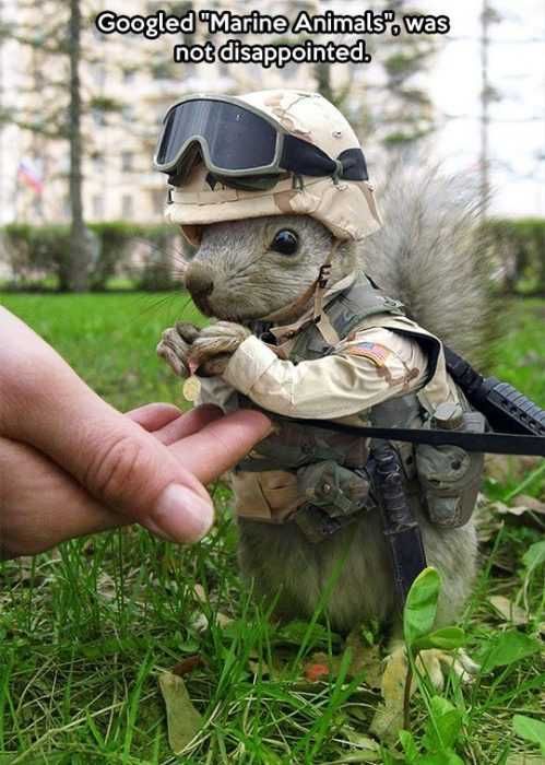 Animal Marine Squirrell