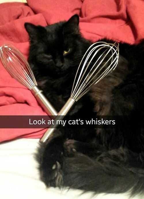 Animal Whiskers