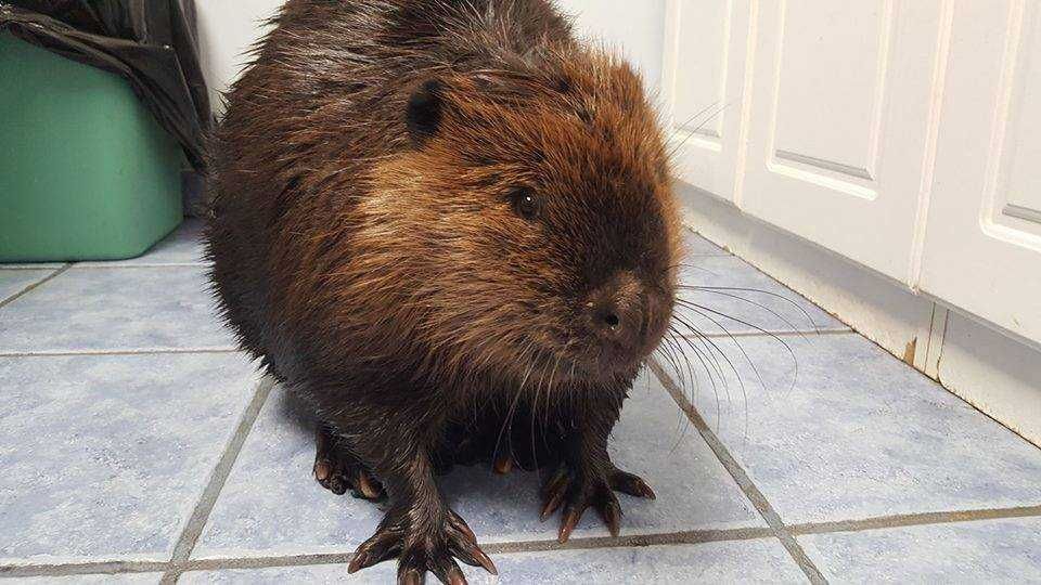 Beaver