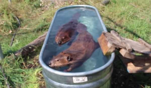 Beavers 5