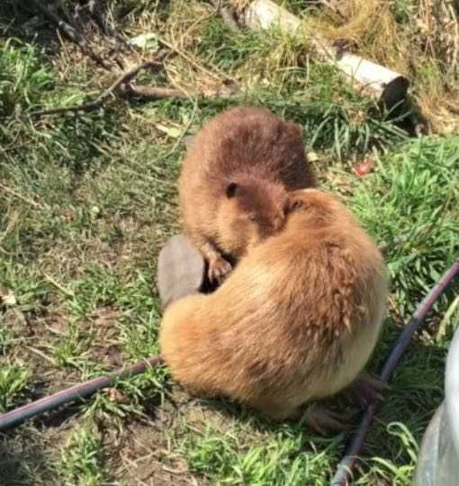 Beavers 8