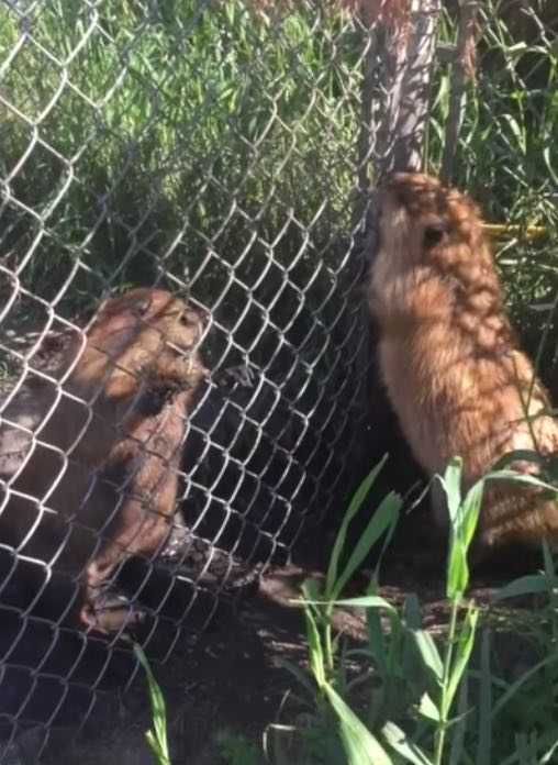 Beavers 9