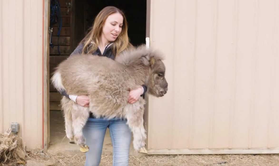 Catdumb Pony