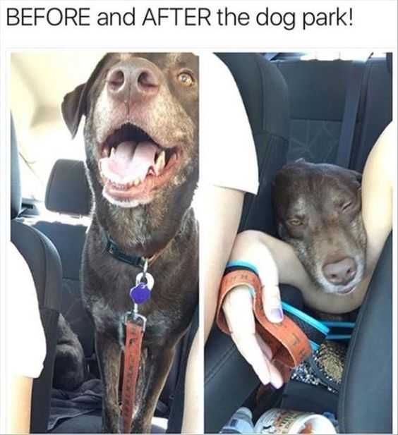 Funny Before After