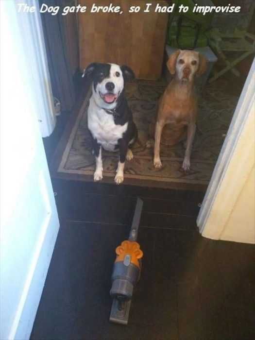Funny Dog Gate