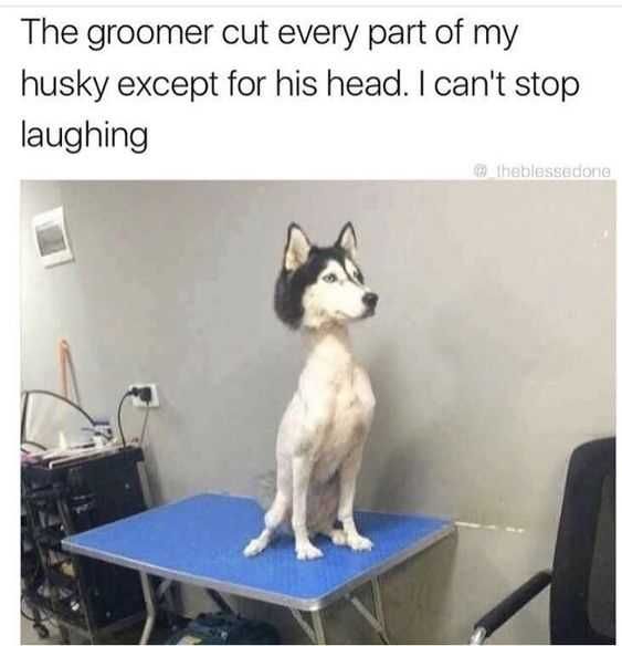 Funny Husky Dog