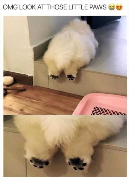 Funny Little Paws