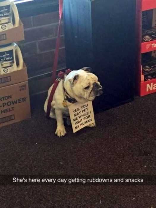 Funny Pets Snacks