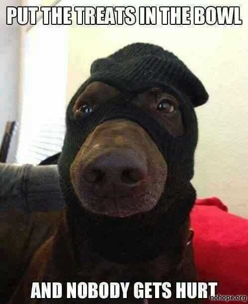 Funny Put Treats In