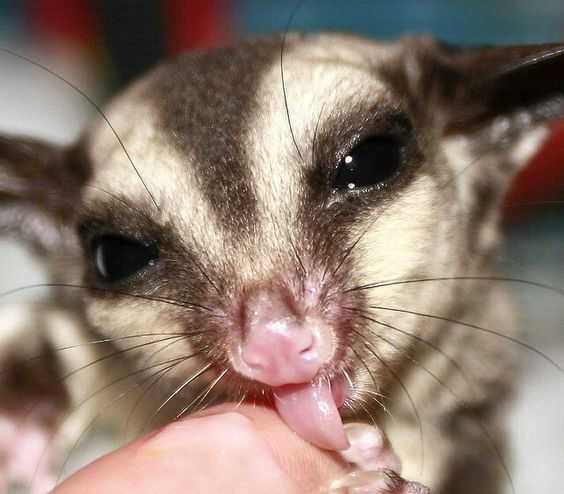 Funny Sugar Glider Tongue