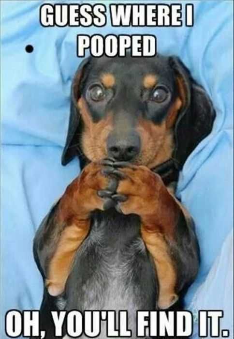 Funny Youll Find It