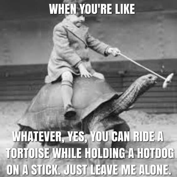Meme Hot Dog Ride