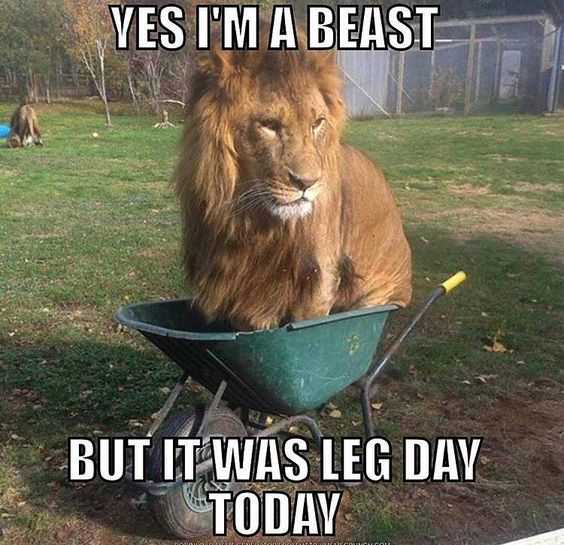 Meme Leg Day Today