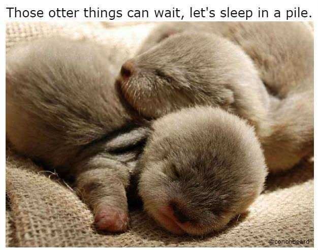 Meme Otter Things