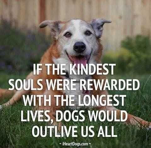 Quote Dogs Outlive