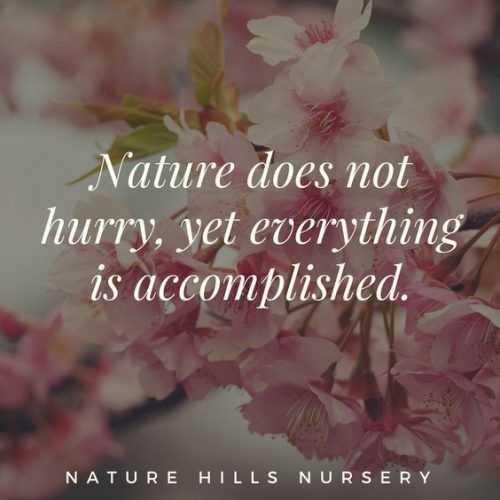 Quote Nature Hurry