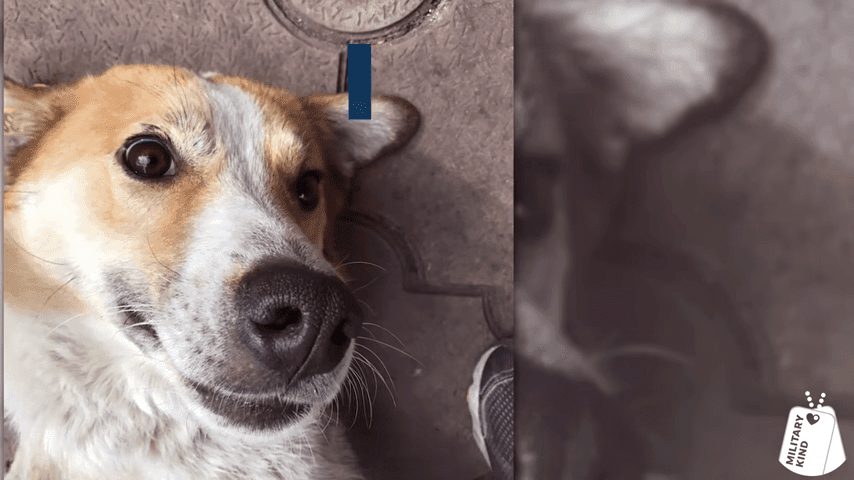Marine Reunites With 3 Legged Pup 0 39 Screenshot