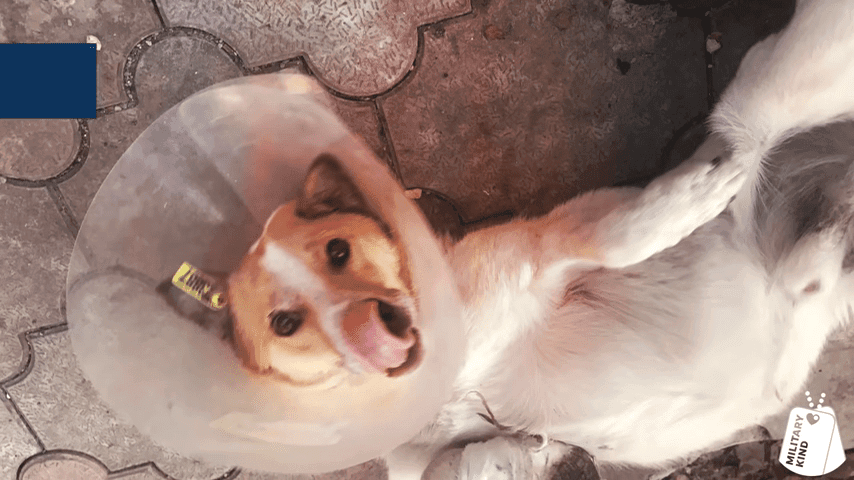 Marine Reunites With 3 Legged Pup 0 58 Screenshot