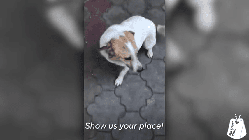 Marine Reunites With 3 Legged Pup 1 11 Screenshot