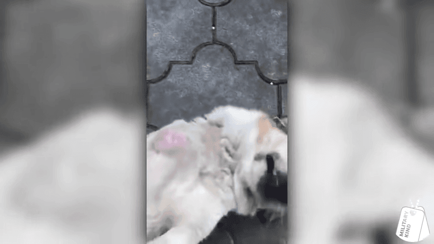Marine Reunites With 3 Legged Pup 1 19 Screenshot